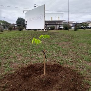 arbol 1 web